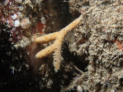 Raspailia hispida