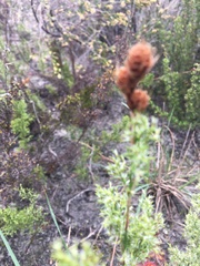 Thamnochortus fruticosus