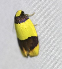Heterallactis euchrysa