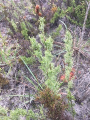Thamnochortus fruticosus