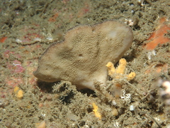 Phakellia ventilabrum