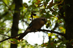 Garrulus glandarius