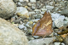 Charaxes bernardus hierax