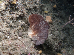 Phakellia ventilabrum