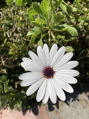 Dimorphotheca