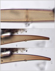 Closterium rostratum