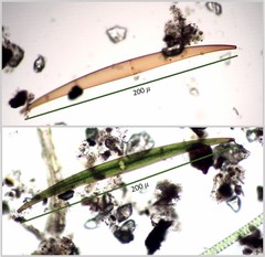 Closterium rostratum