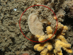 Phakellia ventilabrum