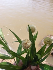 Cephalanthus salicifolius