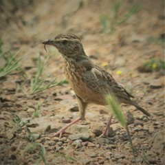 Galerida magnirostris magnirostris