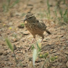 Galerida magnirostris magnirostris