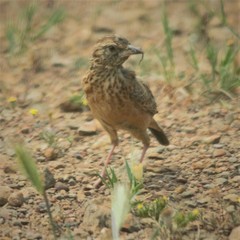 Galerida magnirostris magnirostris