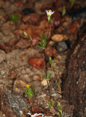 Leptosiphon septentrionalis