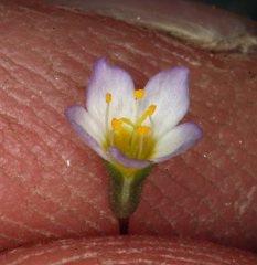 Leptosiphon septentrionalis