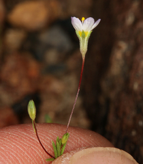 Leptosiphon septentrionalis