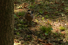 Garrulus glandarius