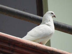 Columba livia domestica