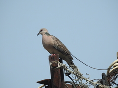 Streptopelia chinensis