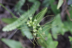 Peristylus tentaculatus
