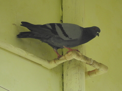 Columba livia domestica