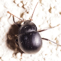 Accanthopus velikensis