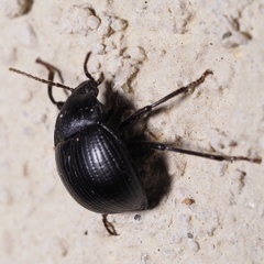 Accanthopus velikensis