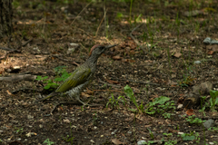 Picus viridis