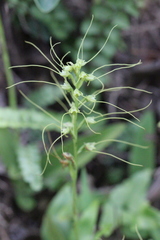 Peristylus tentaculatus