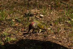 Picus viridis