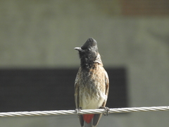 Pycnonotus cafer