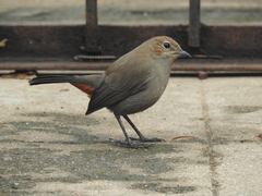 Copsychus fulicatus