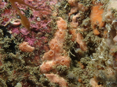 Hemimycale columella