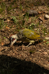 Picus viridis