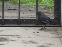 Copsychus fulicatus