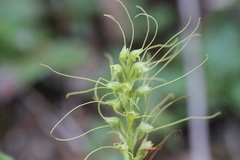 Peristylus tentaculatus