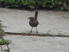Copsychus fulicatus