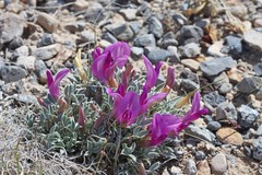 Astragalus uncialis
