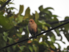 Saxicola caprata