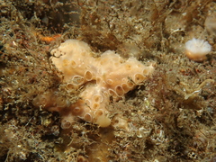 Hemimycale columella