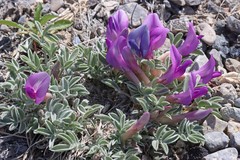 Astragalus uncialis