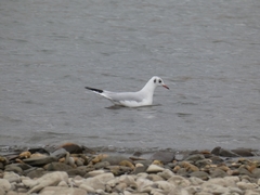 Chroicocephalus ridibundus