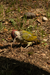 Picus viridis