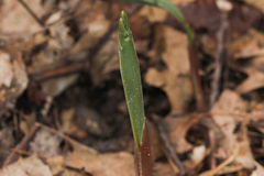 Maianthemum racemosum