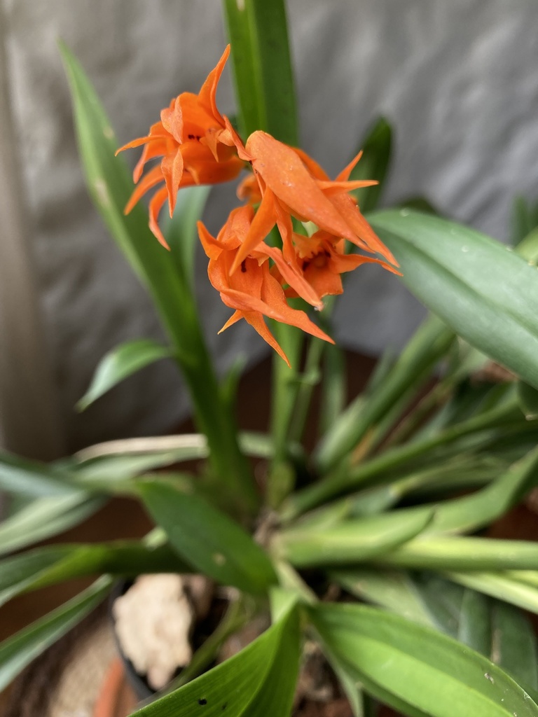 Brassia aurantiaca