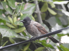 Pycnonotus cafer