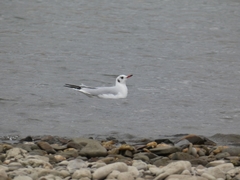 Chroicocephalus ridibundus