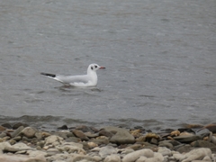 Chroicocephalus ridibundus