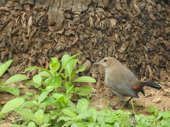 Copsychus fulicatus