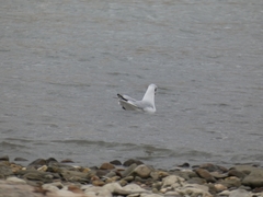 Chroicocephalus ridibundus