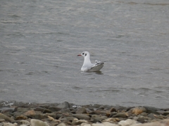 Chroicocephalus ridibundus